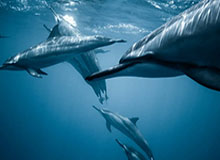 开云官网-穆帅自比小马驹调侃争冠说 基恩：平局你该偷着乐